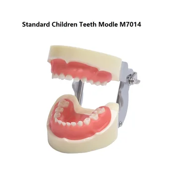 Dieťa Zuby Model M7014 S Mäkká Guma/Zubné Štúdia zuby Model Zubné Školenia Zub Model Pre Deti Štandardné Deti Modelu