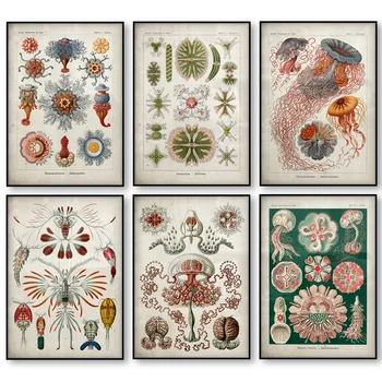 Morské Tvory Vintage Poster Medúzy Koraly Zelené Riasy Mora Anemones Strieka Hviezdice Plátno Tlačiť Wall Art Ernst Haeckel