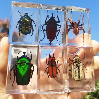 Skutočné Hmyzu Vzor Model Transparentné Živice Ornament, Pavúky, Chrobáky, Škorpión Vzor Vzdelávacie Deti Hračka Domova Plavidlá