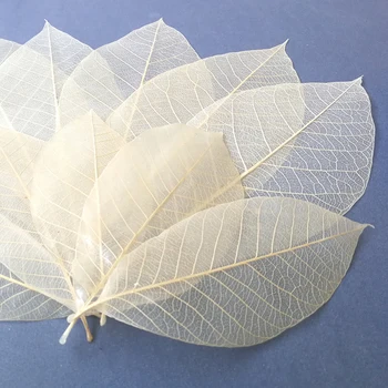 YOMDID 50Pcs /taška Biela Farba Prírodná Kostra Leaf Suché Listy Scrapbooking Dievča Diy Materiál na Vianočné Dekoratívne Domov